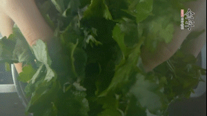 【面皮】1.鍋中水開時(shí)，放挑揀好的艾草和一撮小蘇打，第一遍煮開后倒掉，重新加水大火煮開后，小火煮1小時(shí)。煮爛的艾草用紗布瀝干。
